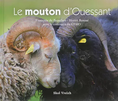 Mouton ouessant - mouton, d'ouessant