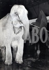 Photo de presse vintage