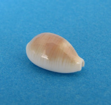 Cypraea Clandestina 17 mm f+++