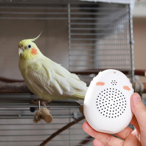 Jouet interactif pour