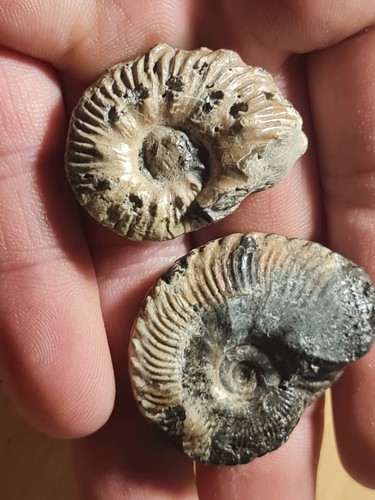 Ammonites lot cap blanc - lot,