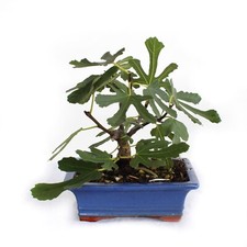 KENTIS - Bonsaï Ficus Carica