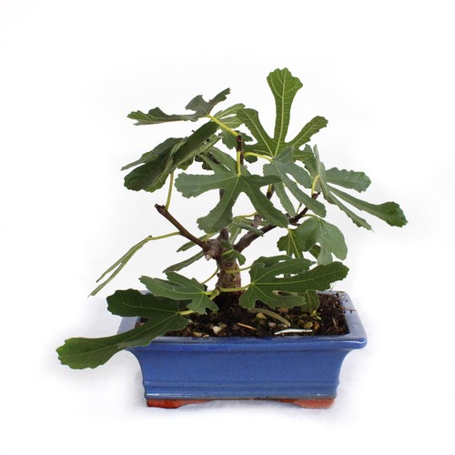 Kentis bonsaï ficus carica - -,