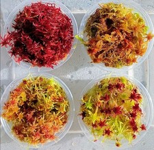 Mousse de sphaigne vivante