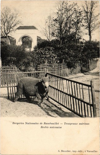 Cpa rambouillet troupeaux - rambouillet,