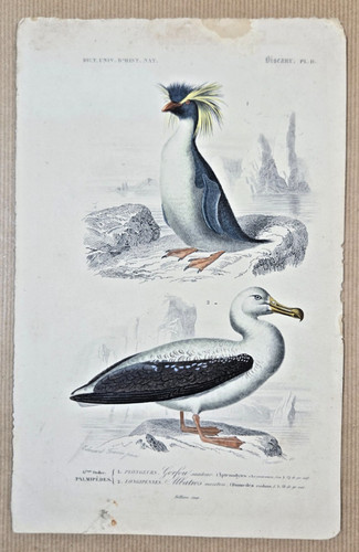 Gravure coloriée oiseaux - gravure,