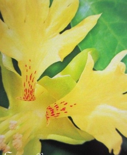 Capucine naine jaune des - 'jaune,