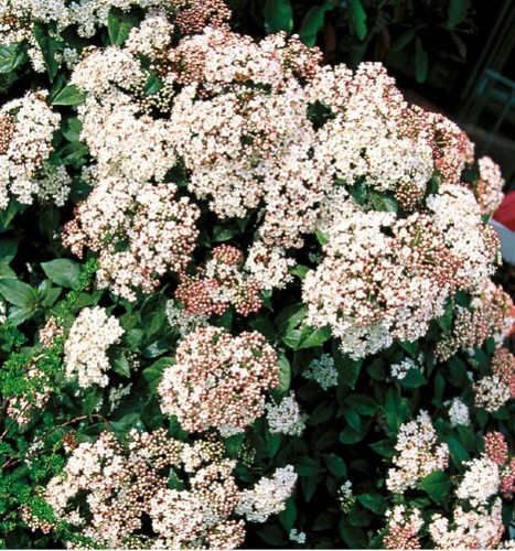 Lot graines de viburnum - lot, 20