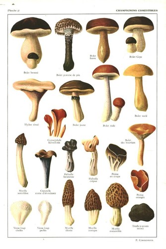 Document ancien champignons