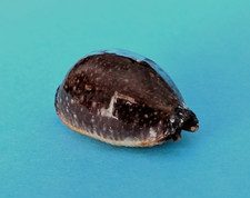 Cypraea staphylaea laevigata