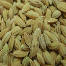 RIZ PADDY 1000 GRAINES INFUSOIRES  NOURRITURE ALEVIN PETIT POISSONS 