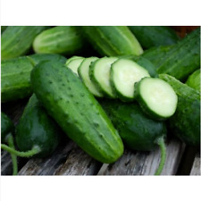 50 SEEDS OF CUCUMBER BOSTON