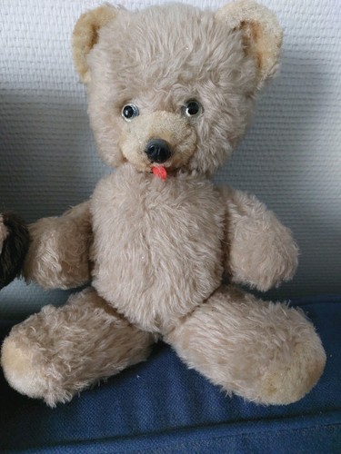 Bel ours ancien - ours,