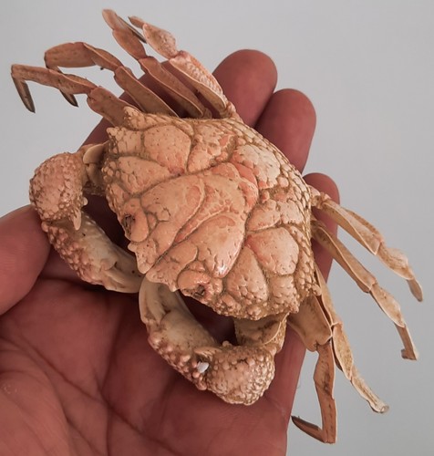 Curiosité taxidermie - curiosité, ,