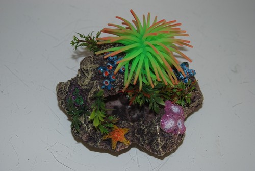 Aquarium récif anémone - récif, +