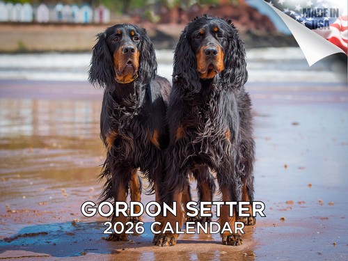 Gordon setter dog breed - gordon,