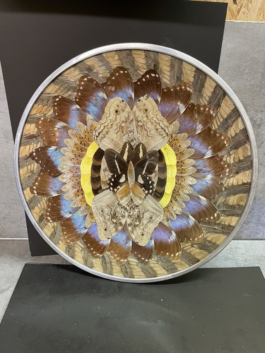 Assiette papillon naturalisée - assiette,