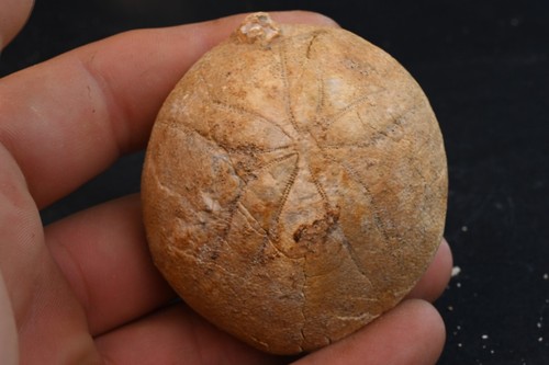 Oursin fossile echinocorys - oursin,