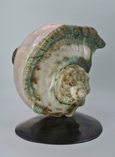 Tahiti Turbo Marmoratus Green Turban Sea Shell on Black Mother of Pearl Oyster