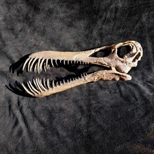 Reproduction 3D PTEROSAURE BOREOPTERUS dinosaure volant resine bioplastique