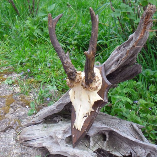Massacre chevreuil 35 - de,