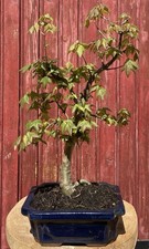 BONSAÏ ACER BUERGERIANUM