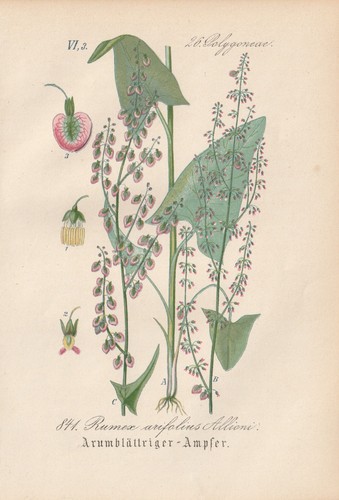 Berg sauerampfer rumex - berg-sauerampfer, (rumex