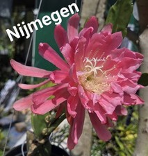Epiphyllums NIJMEGEN- Fleur