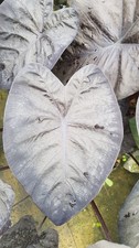 Colocasia black sapphire - colocasia, 'black