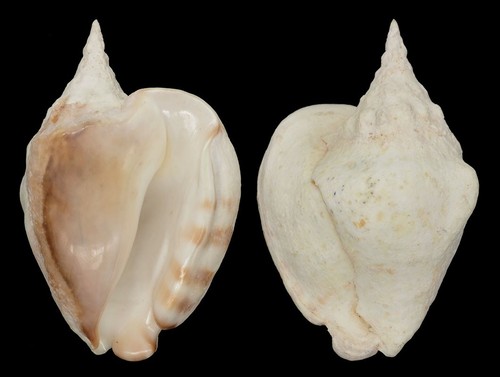 Coquillage collection - de,