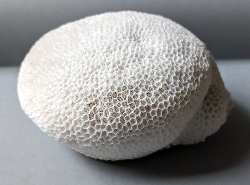 Corail boule blanc ancien - ,
