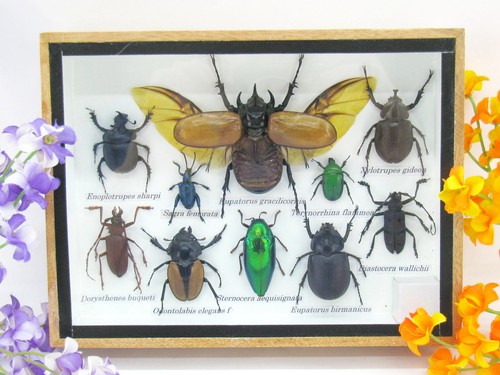 Insectes exotiques réel - insectes, 3d