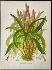 1876 - Canne de maïs