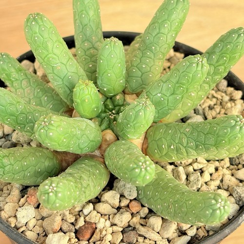 Euphorbia esculenta pot - euphorbia,