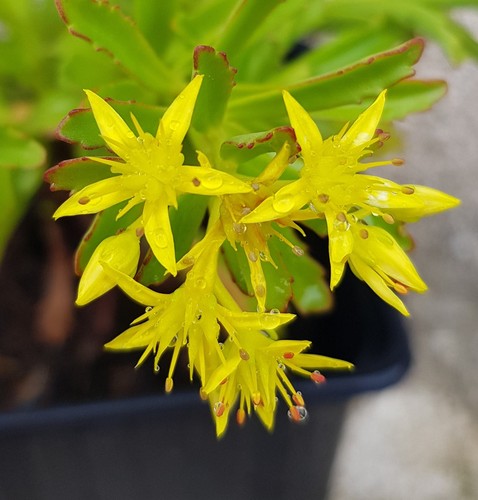 Sedum kamtschaticum var