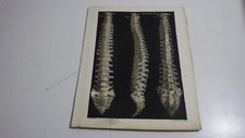 1850.lithographie couleur