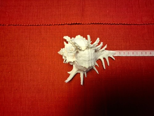 Coquillage rare murex - 12, cm