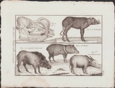 ✒ 1790 BUFFON Bonnaterre QUADRUPEDES babiroussa sanglier pecari cochon de Guinée