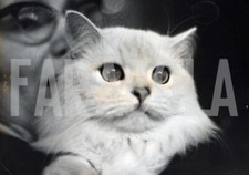 Photo De Presse Vintage