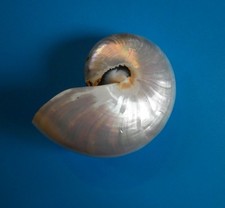 Coquillage Nautilus nacré Nautilus Pompilius poli