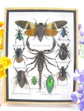 Véritables insectes