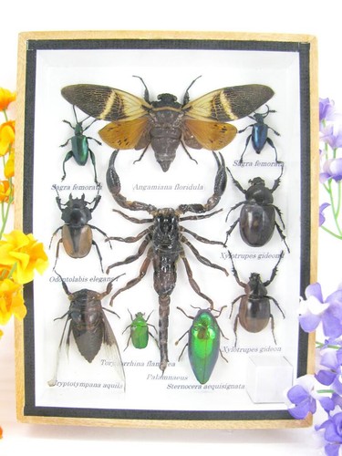 Véritables insectes