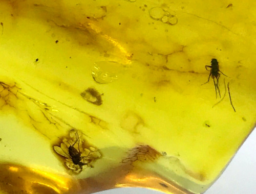 Pièce ambre insectes - pièce,