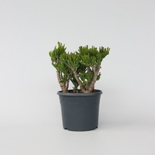 Arbre de jade - Crassula ovata