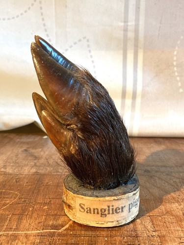 Patte sanglier trophée - de,
