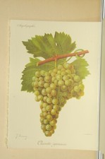 Reproduction lithographie vigne raisin oenologie cépage Clairette égreneuse