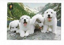 CHIEN  CHIENS   CHIOTS DES PYRENEES