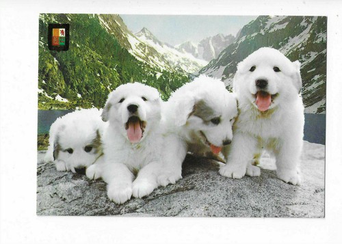 Chien chiens chiots des - ,