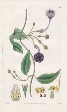 Ceropegia Élégans Fleur Botanique Gravure Cuivre Curtis 3015