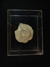 Sculpture Signée Ramsay Tête